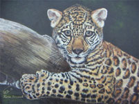 jaguarbaby_01_k